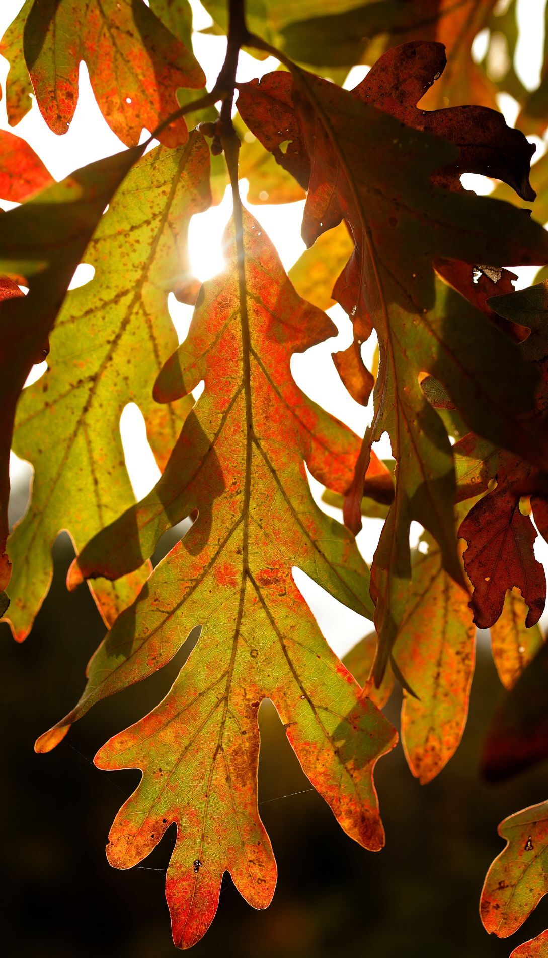 Fall colors make an appearance at Shaw Nature Reserve